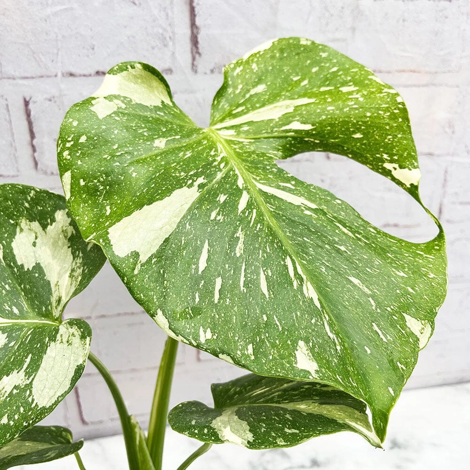 20 - 25 Monstera Thai Constellation Cheese Plant Variegated 12cm Pot