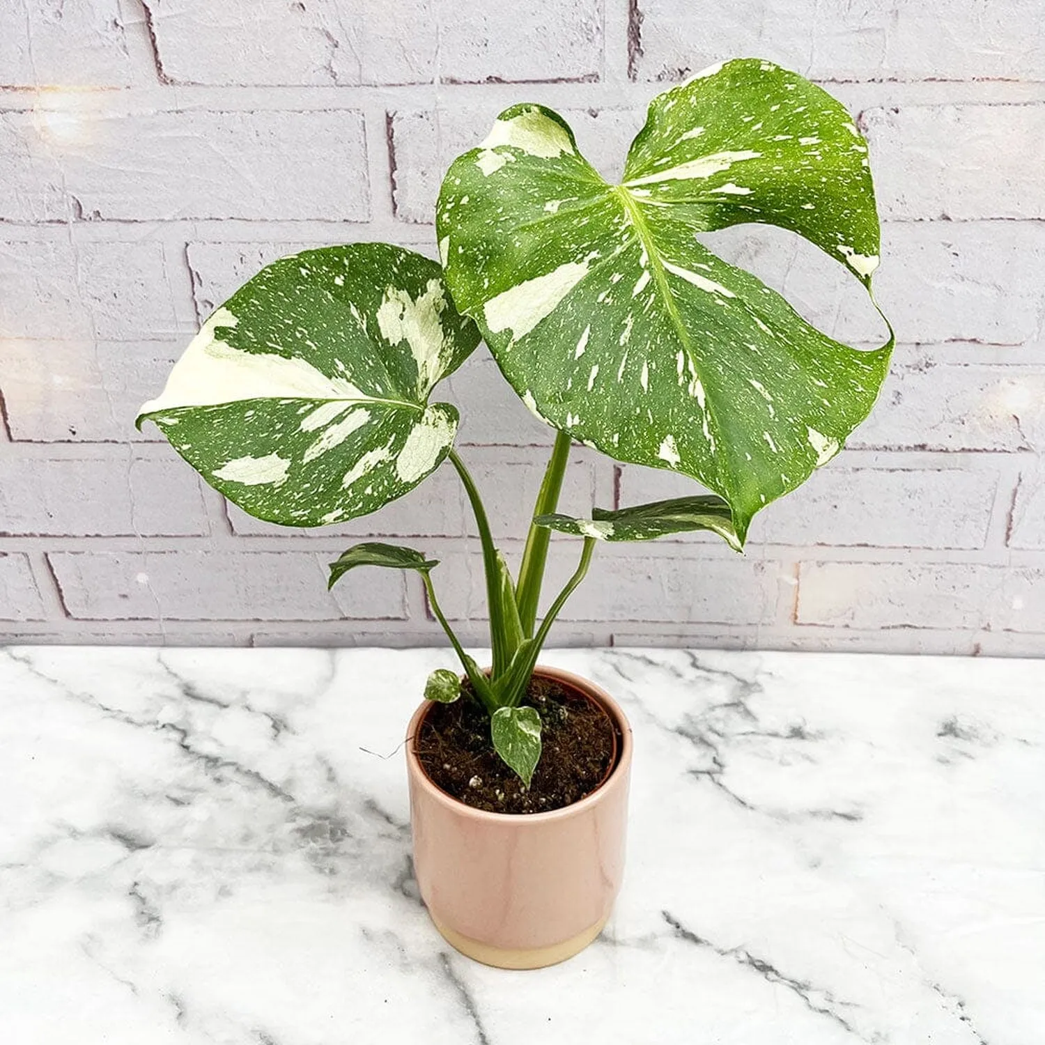 20 - 25 Monstera Thai Constellation Cheese Plant Variegated 12cm Pot