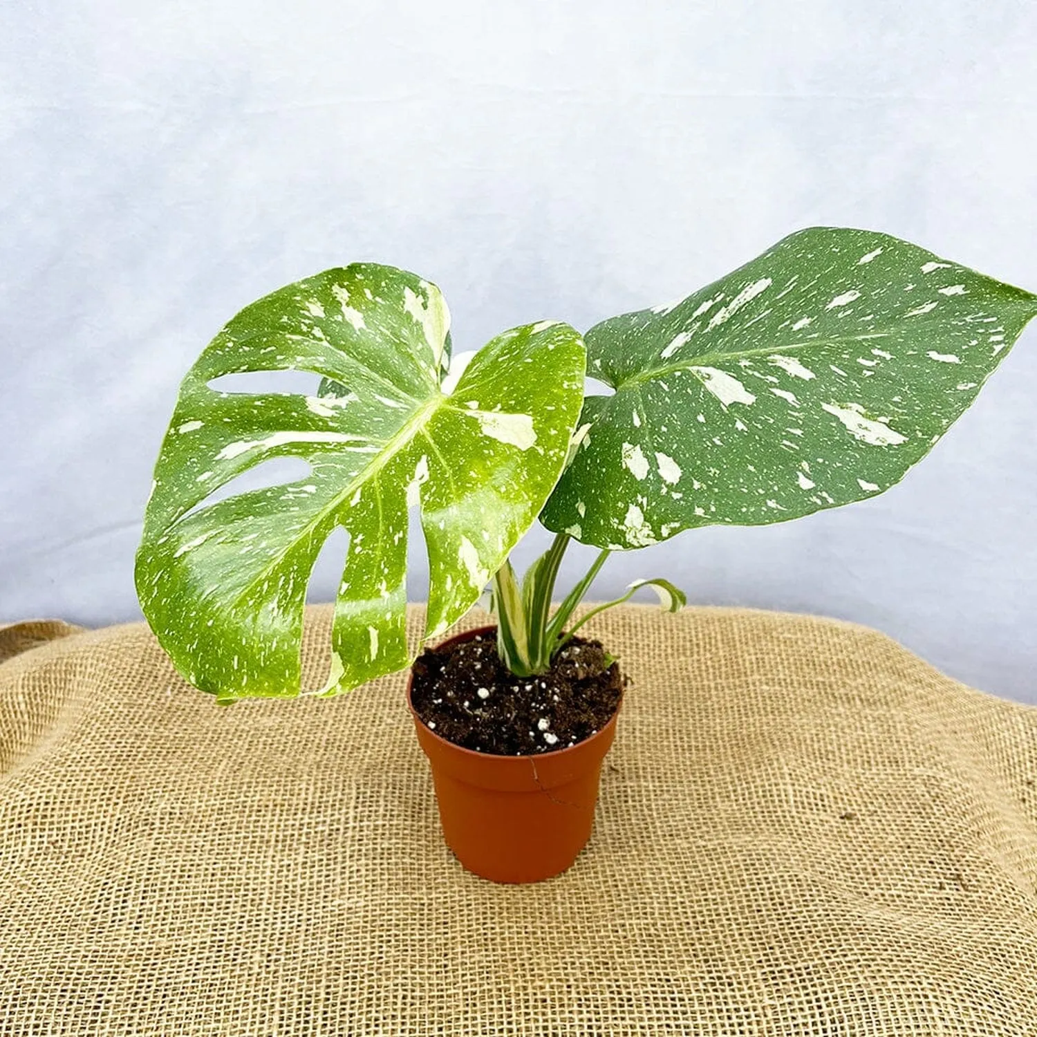 20 - 25 Monstera Thai Constellation Cheese Plant Variegated 12cm Pot