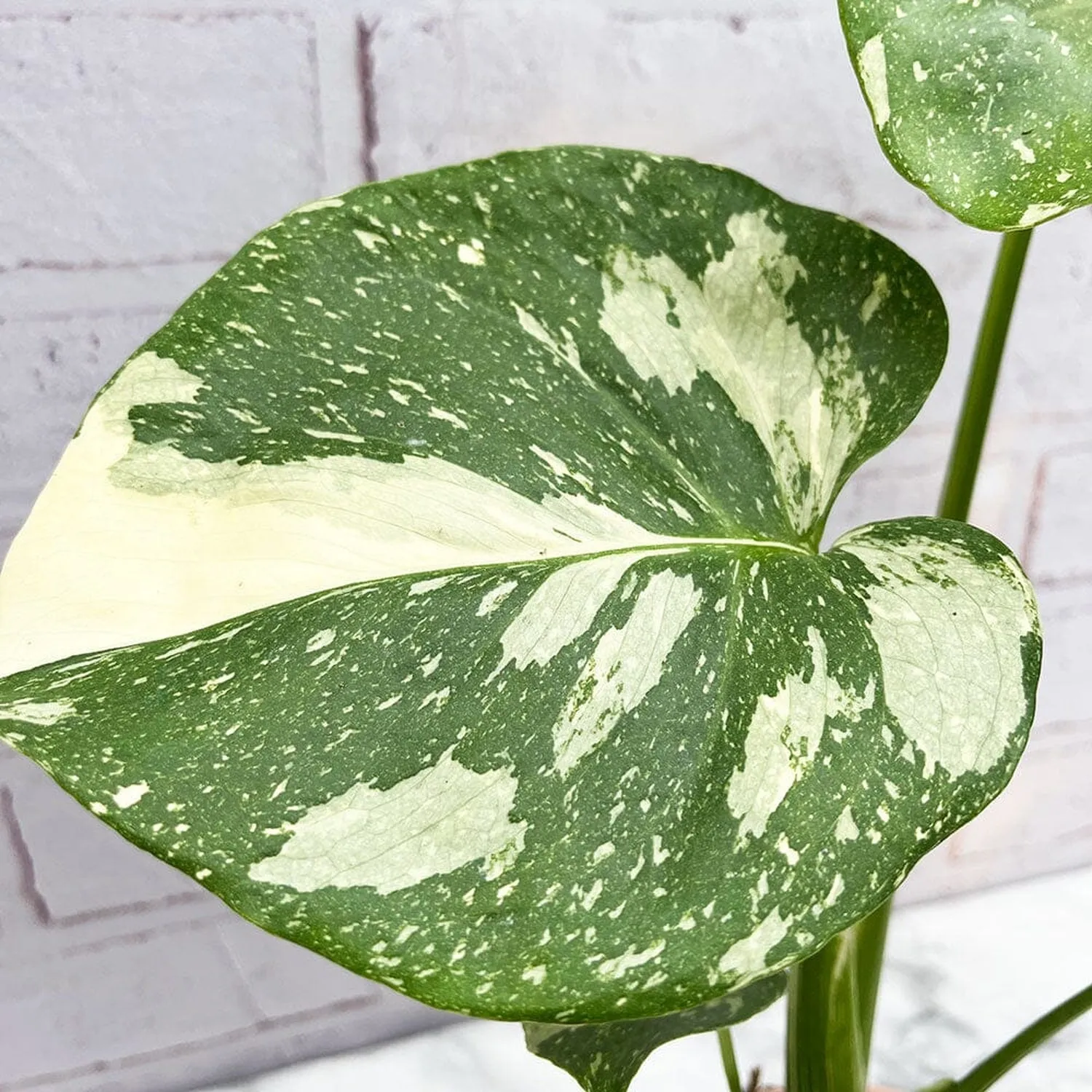 20 - 25 Monstera Thai Constellation Cheese Plant Variegated 12cm Pot