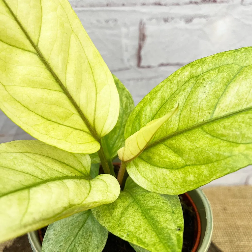 20 - 30cm Anthurium Hookeri Variegated Birds Nest Variegata 12cm Pot