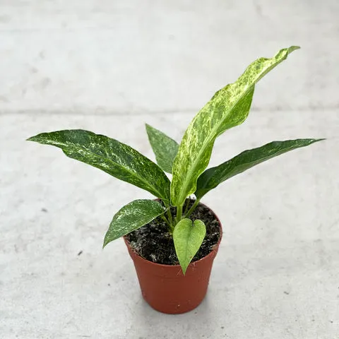 20 - 30cm Anthurium Hookeri Variegated Birds Nest Variegata 12cm Pot