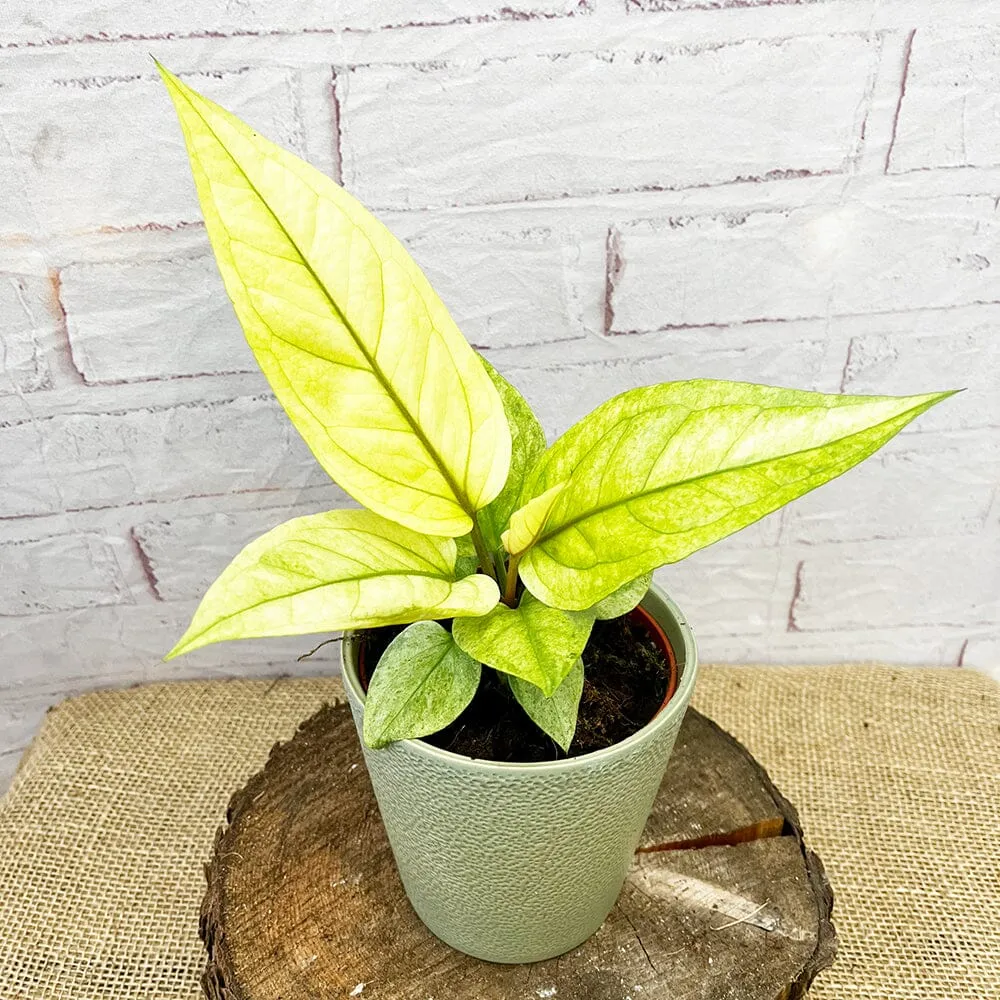 20 - 30cm Anthurium Hookeri Variegated Birds Nest Variegata 12cm Pot