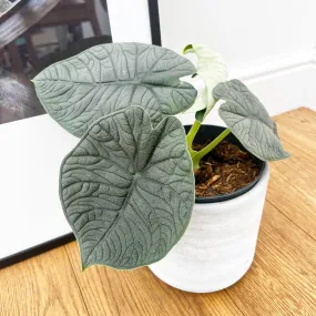 25 - 30cm Alocasia Melo Elephant Ear 14cm Pot House Plant