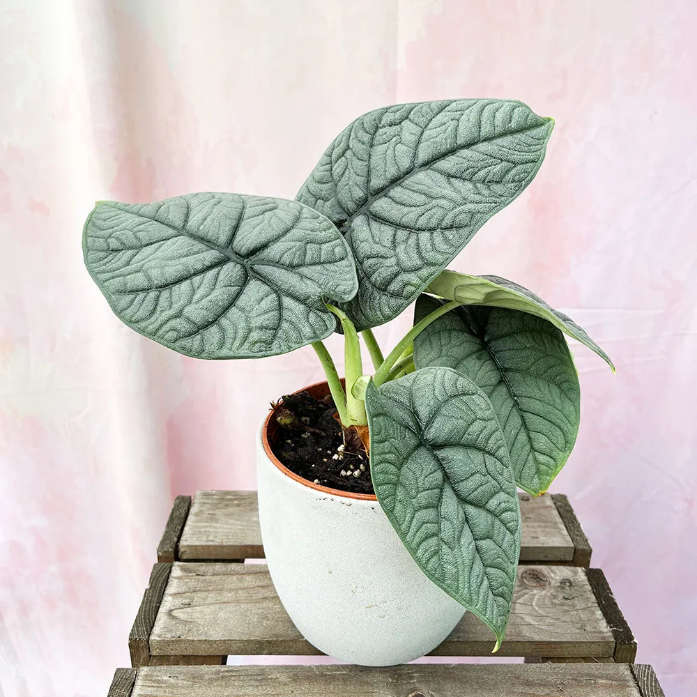 25 - 30cm Alocasia Melo Elephant Ear 14cm Pot House Plant