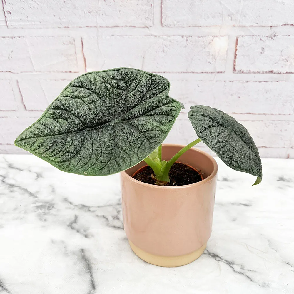 25 - 30cm Alocasia Melo Elephant Ear 14cm Pot House Plant