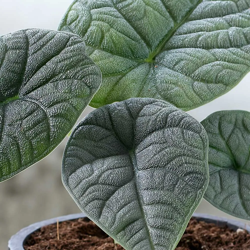 25 - 30cm Alocasia Melo Elephant Ear 14cm Pot House Plant