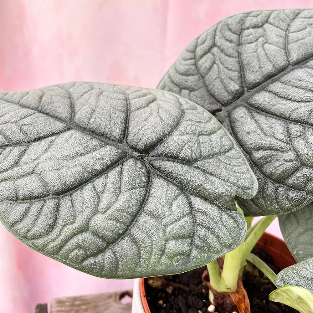 25 - 30cm Alocasia Melo Elephant Ear 14cm Pot House Plant