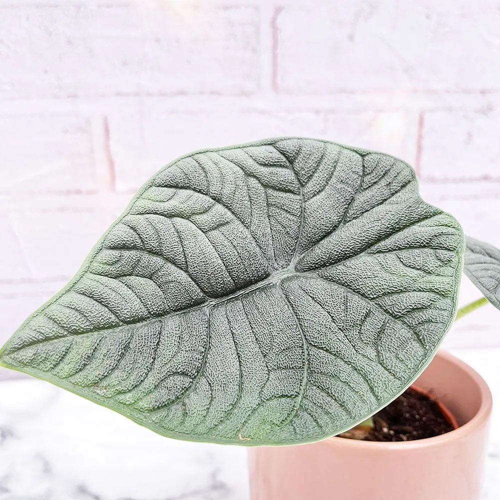 25 - 30cm Alocasia Melo Elephant Ear 14cm Pot House Plant