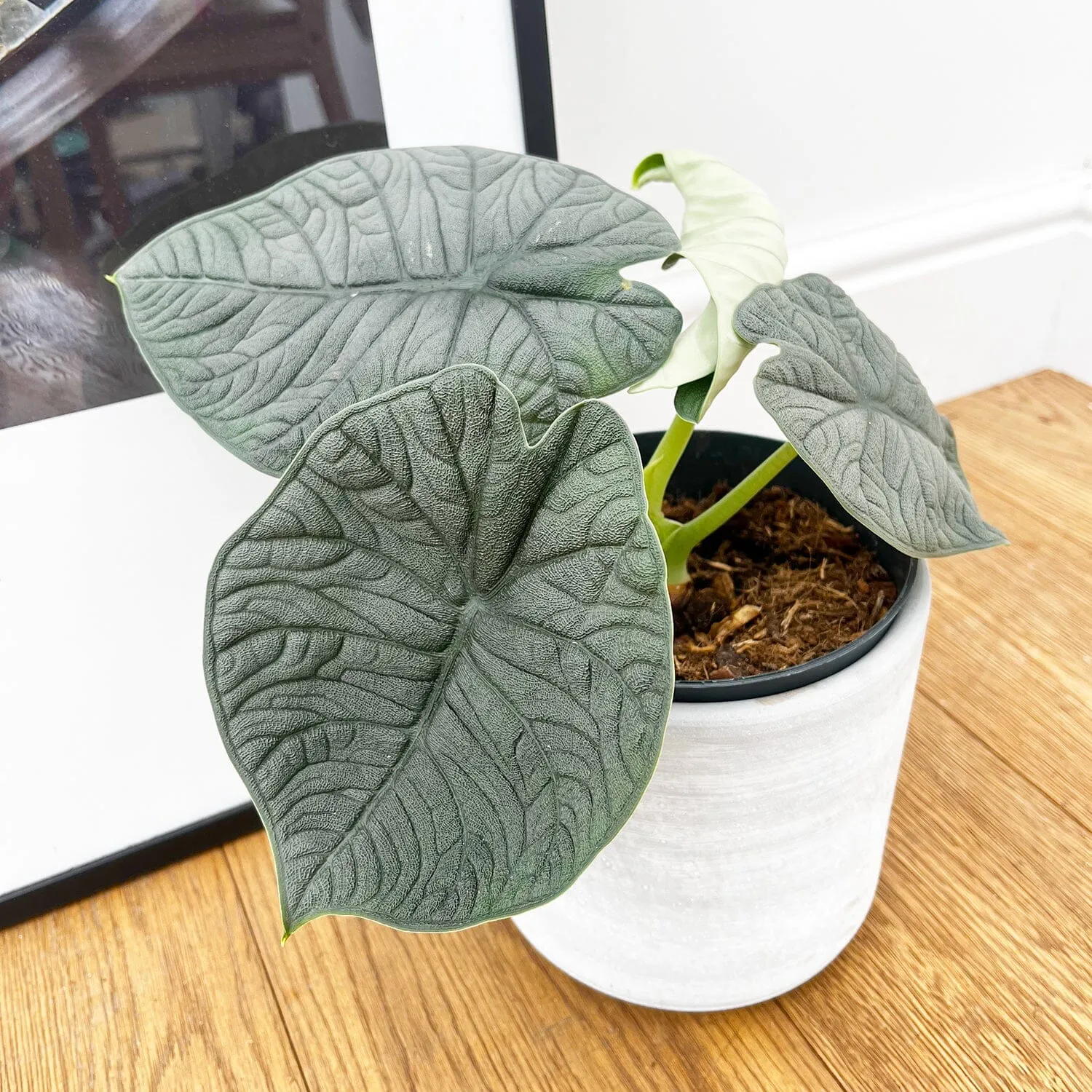 25 - 30cm Alocasia Melo Elephant Ear 14cm Pot House Plant