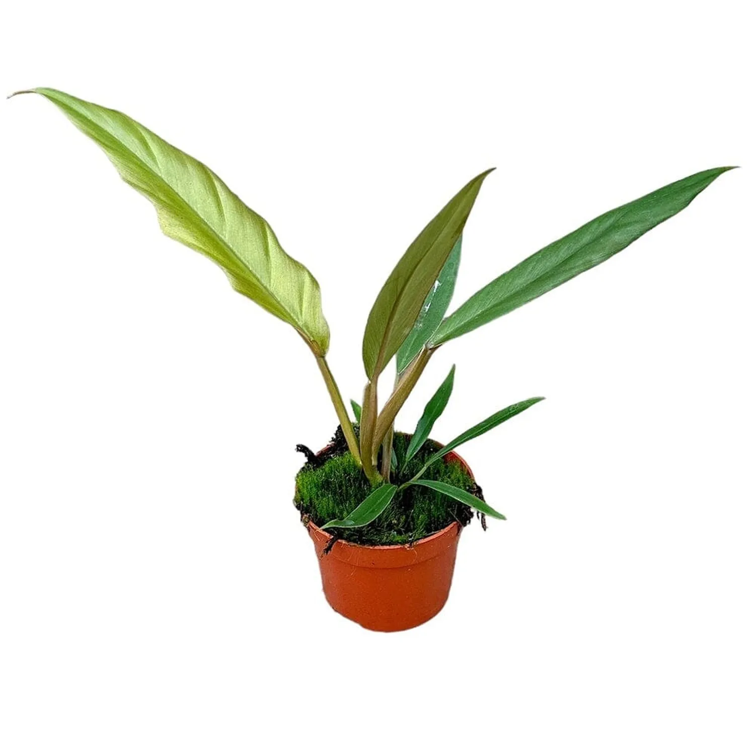 25 cm  Philodendron Caramel Pluto House Plant 10,5 cm Pot