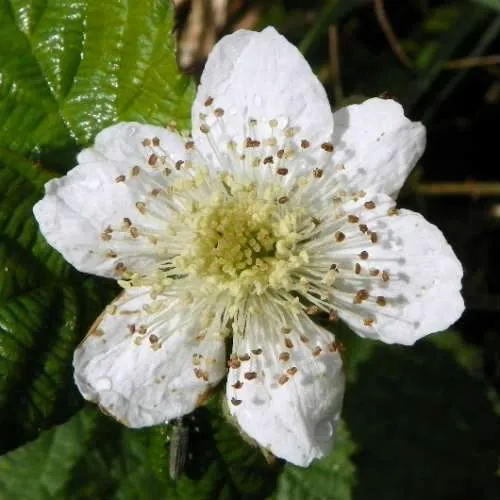 Blackberry Loch Ness