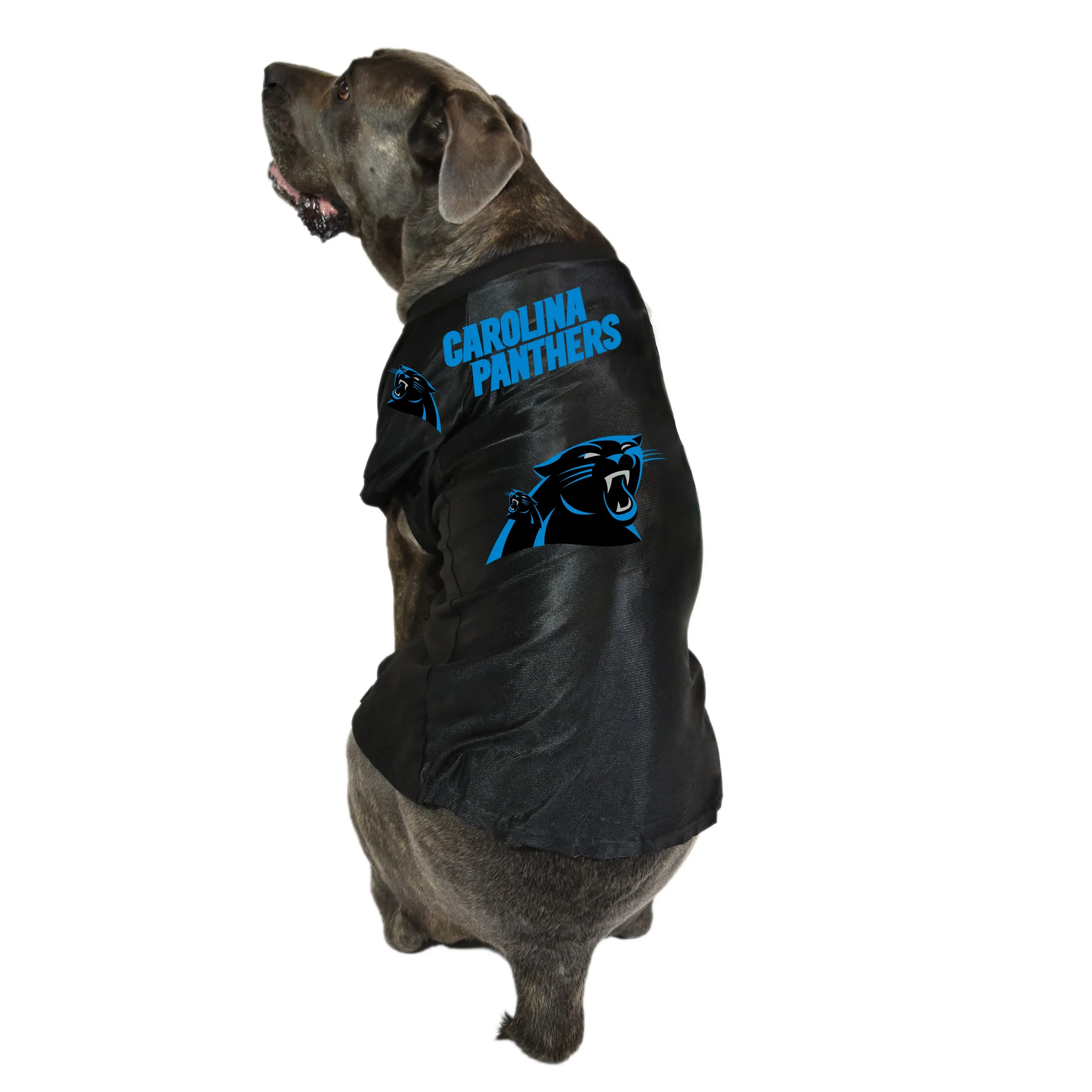 Carolina Panthers Big Pet Stretch Jersey