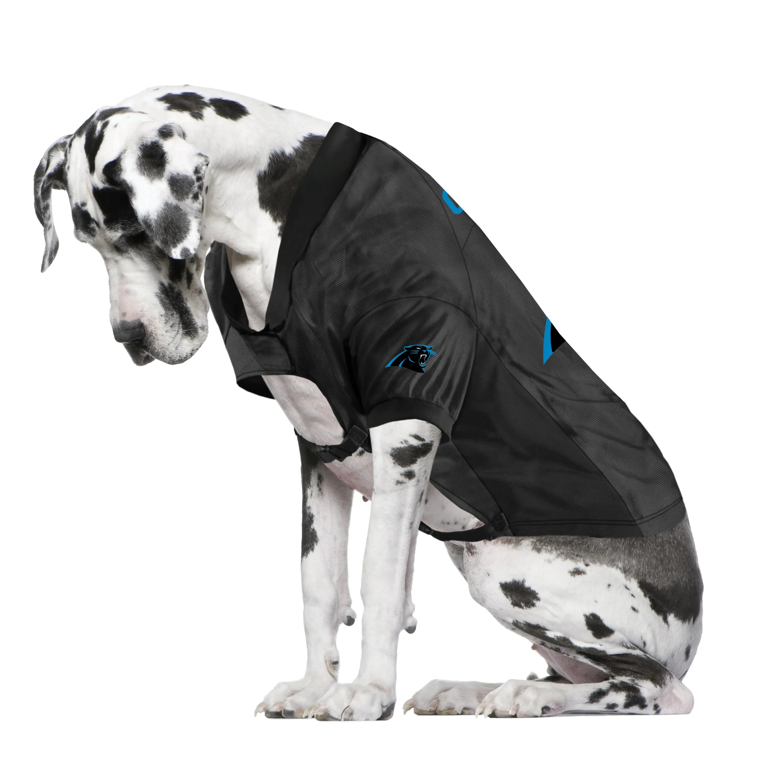 Carolina Panthers Big Pet Stretch Jersey