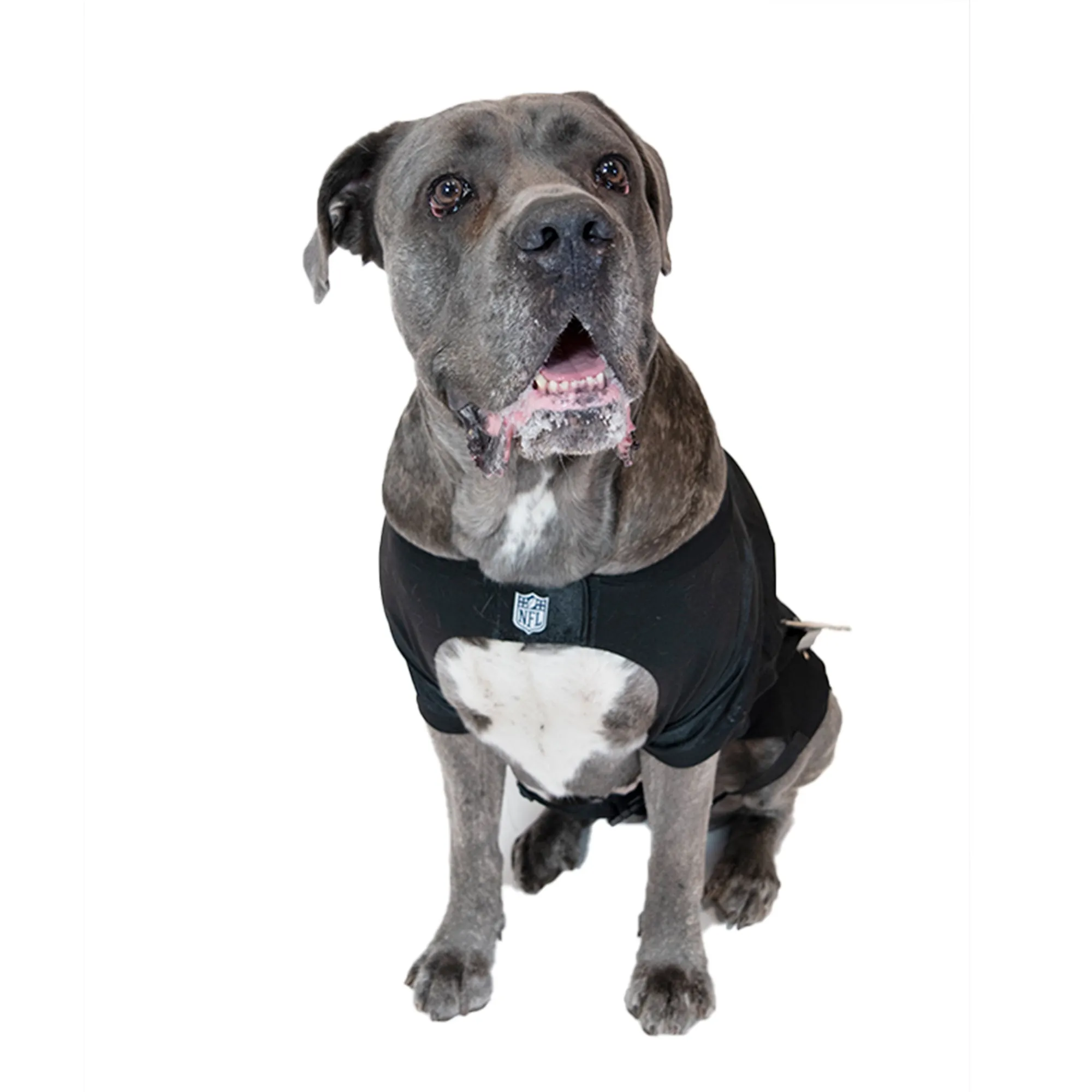 Carolina Panthers Big Pet Stretch Jersey