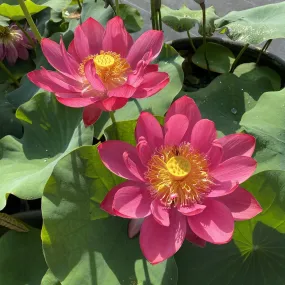 Chinese Red Jiaxing Lotus (Bare Root)