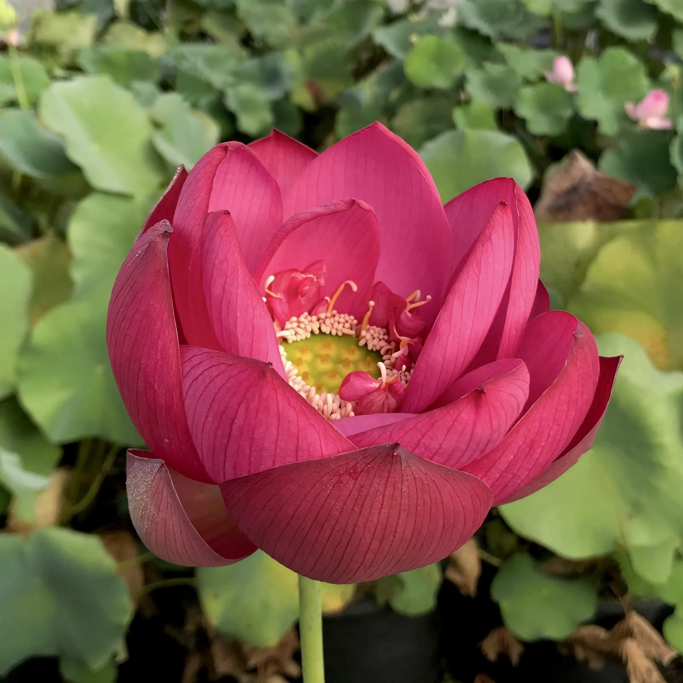 Chinese Red Jiaxing Lotus (Bare Root)