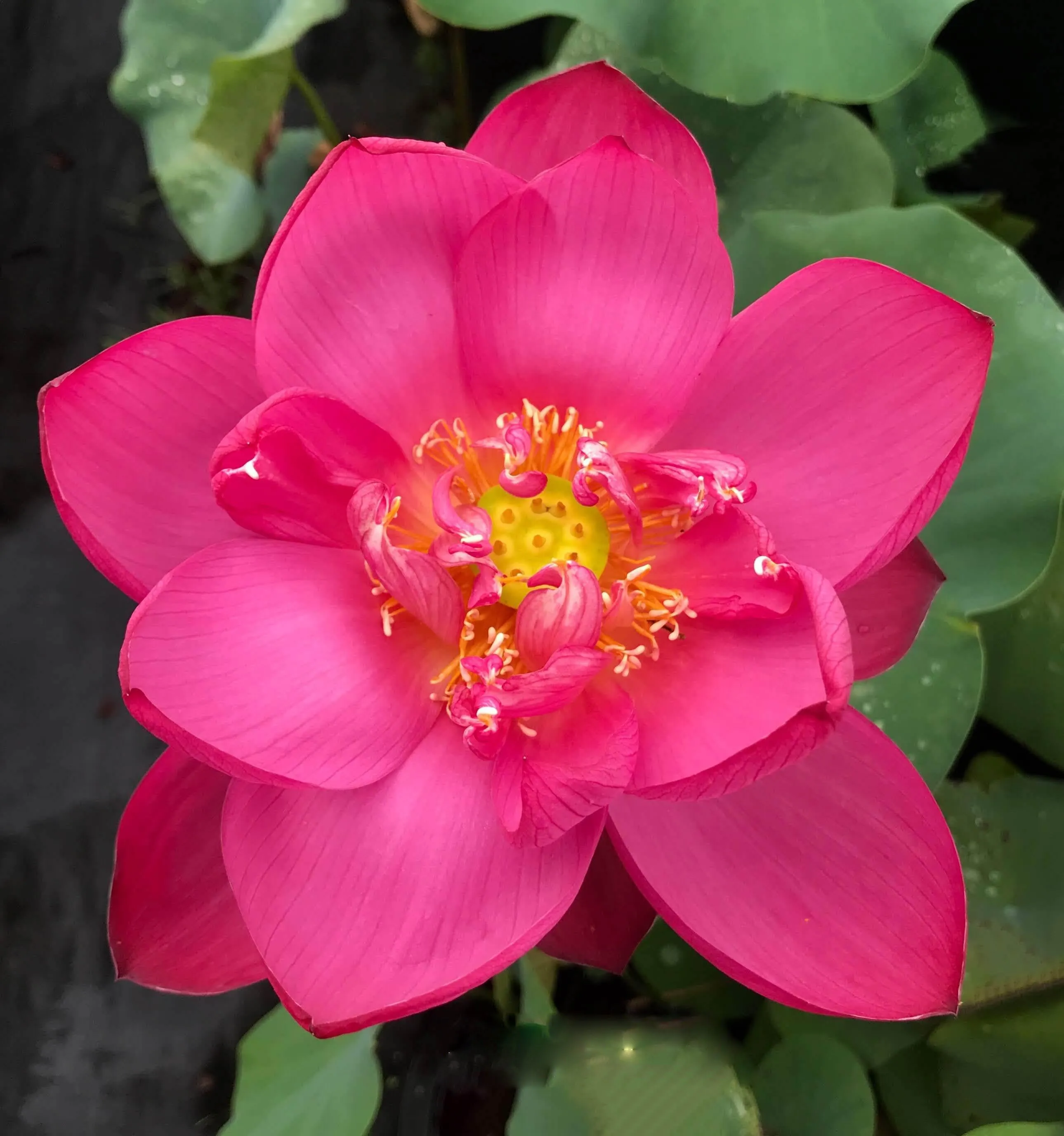 Chinese Red Jiaxing Lotus (Bare Root)