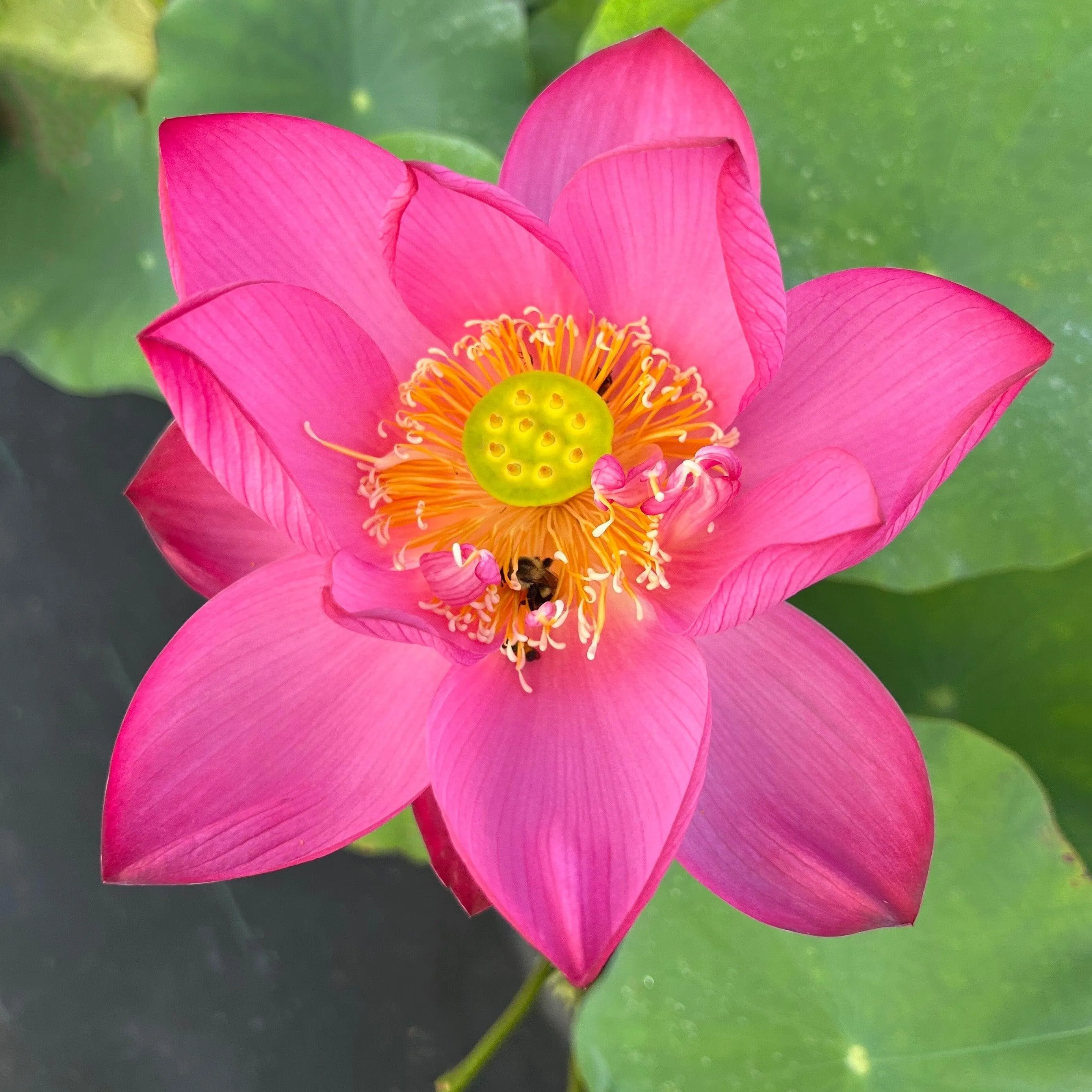 Chinese Red Jiaxing Lotus (Bare Root)