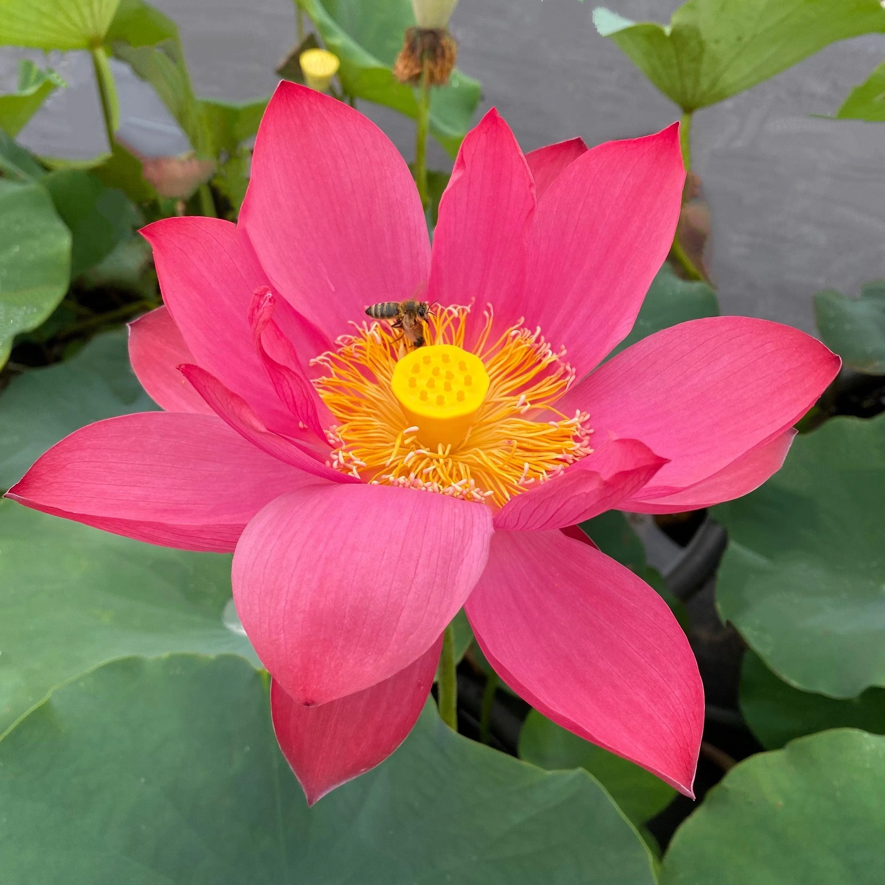 Chinese Red Jiaxing Lotus (Bare Root)