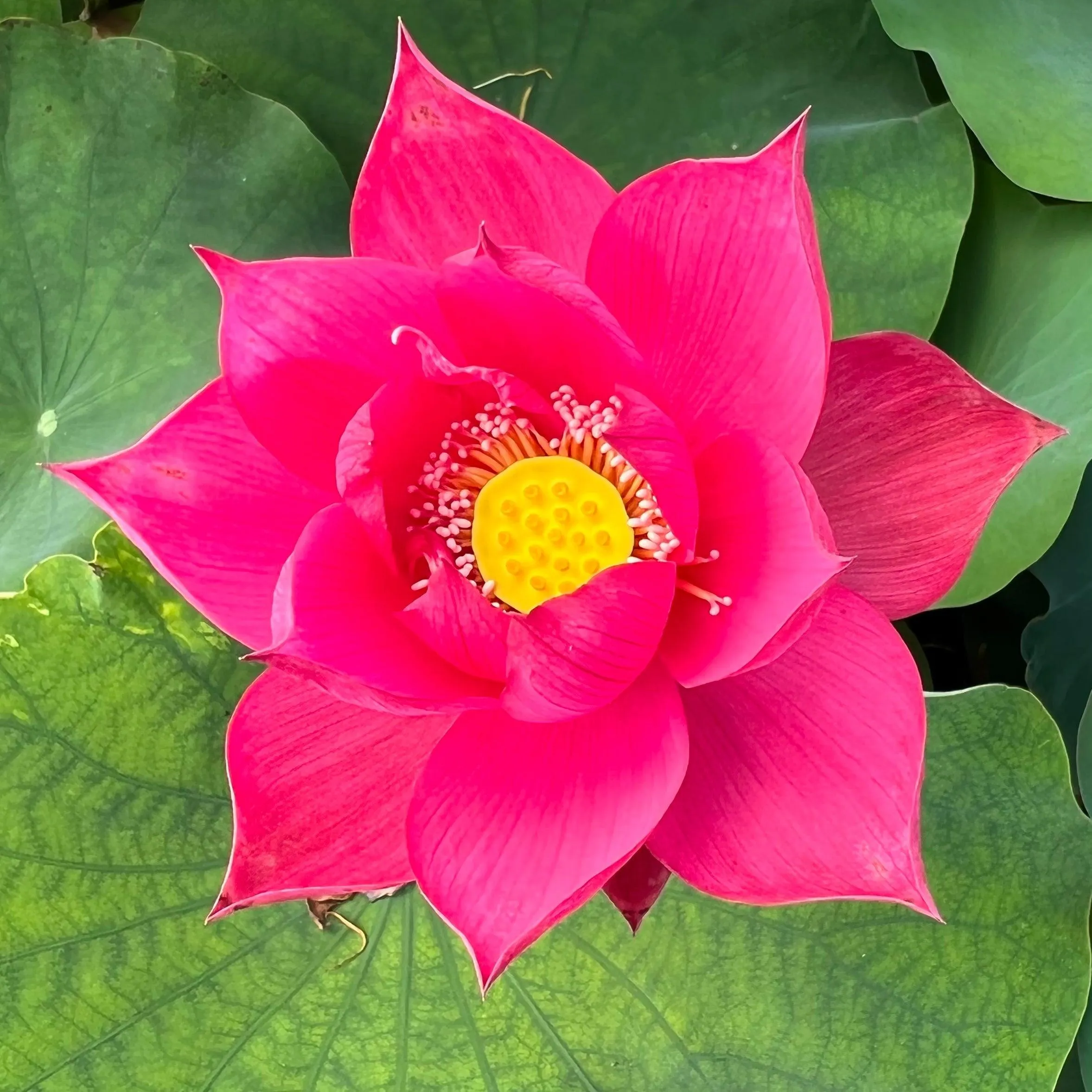 Chinese Red Jiaxing Lotus (Bare Root)