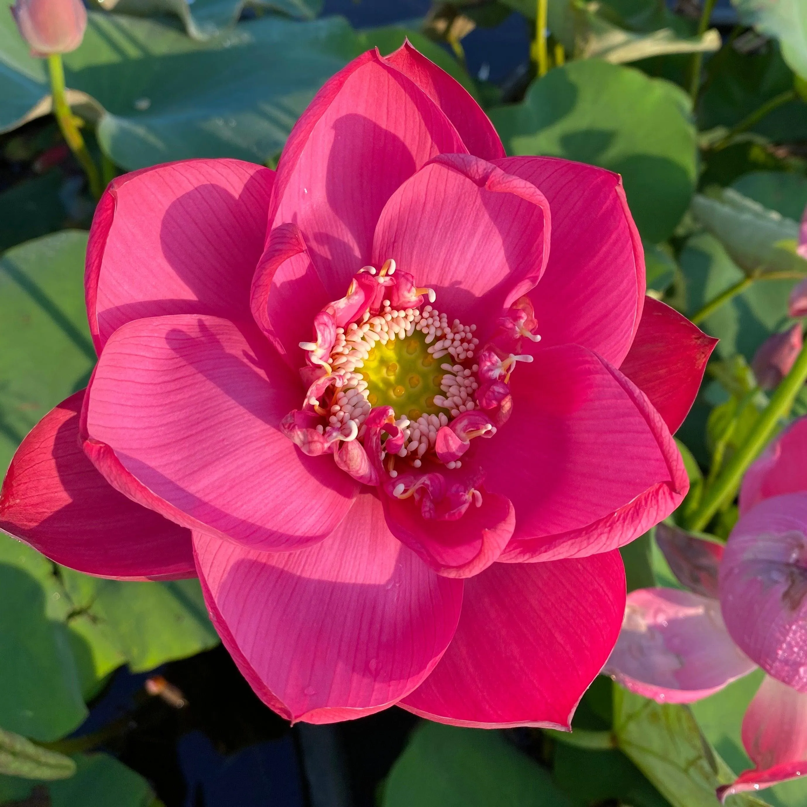 Chinese Red Jiaxing Lotus (Bare Root)