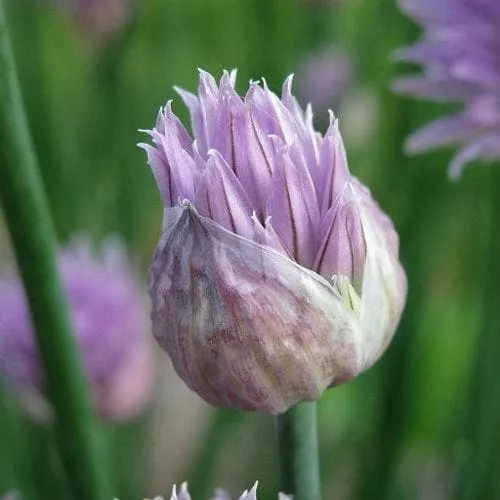 Chives