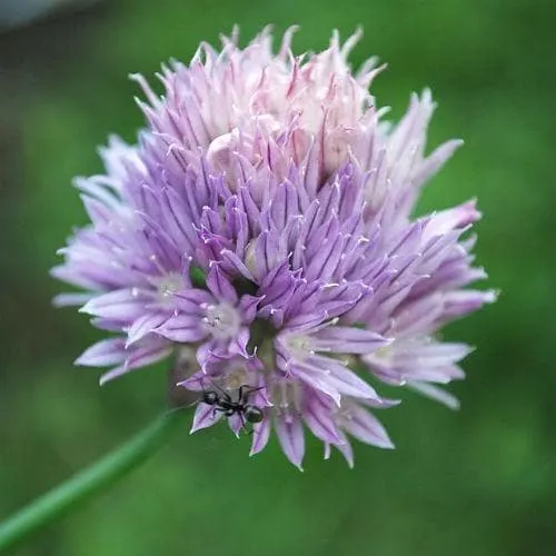 Chives