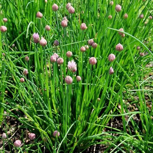 Chives