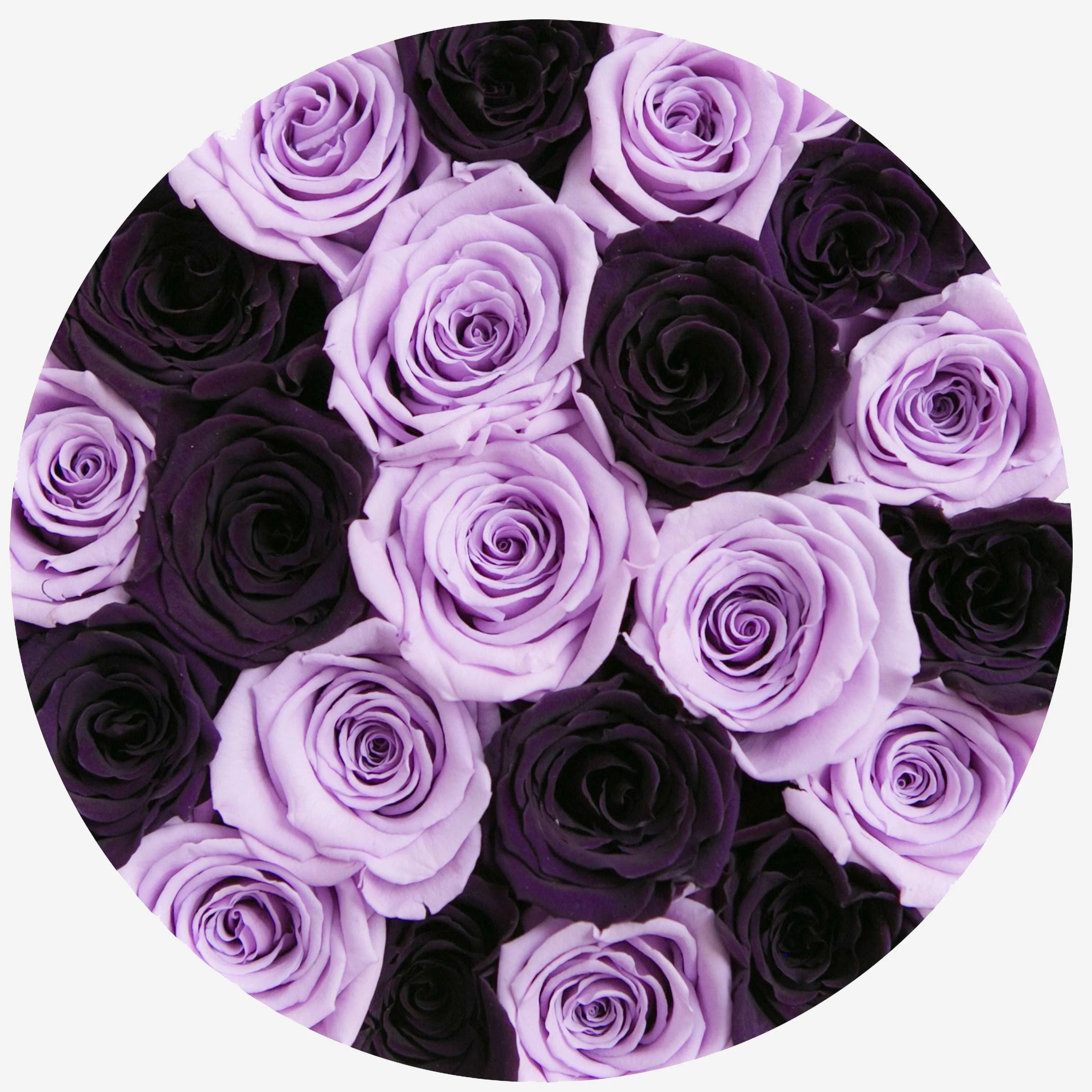 Classic White Box | Lavender & Dark Purple Roses