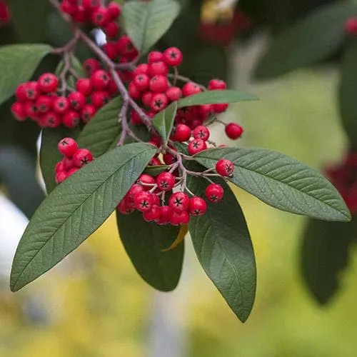 Cotoneaster frigidus Cornubia