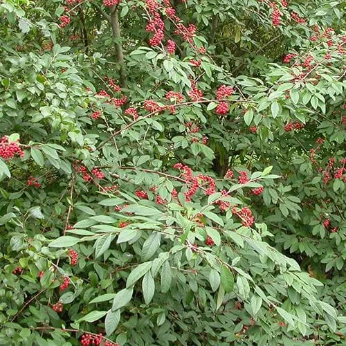 Cotoneaster frigidus Cornubia