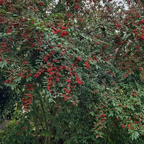 Cotoneaster frigidus Cornubia