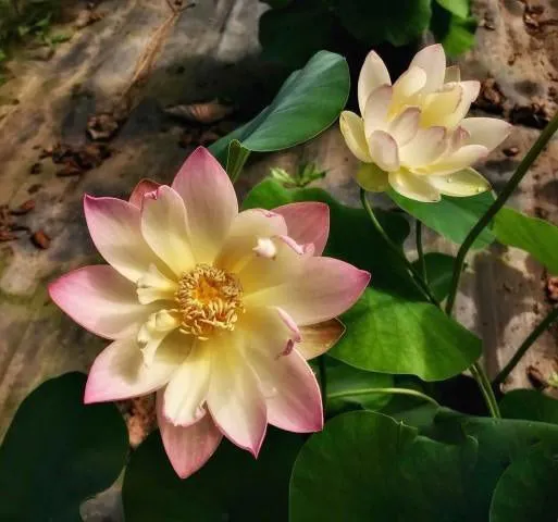 Evening Showers Lotus (Bare Root)