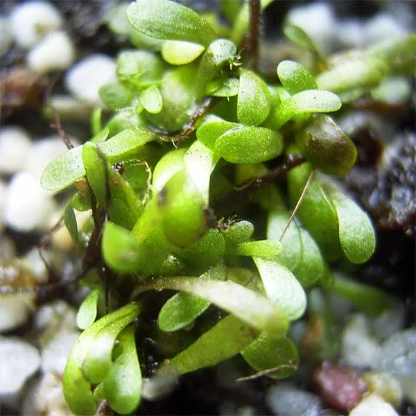 Genlisea repens