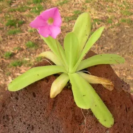 Moctezuma x Giant Butterwort