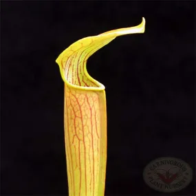 Sarracenia rubra