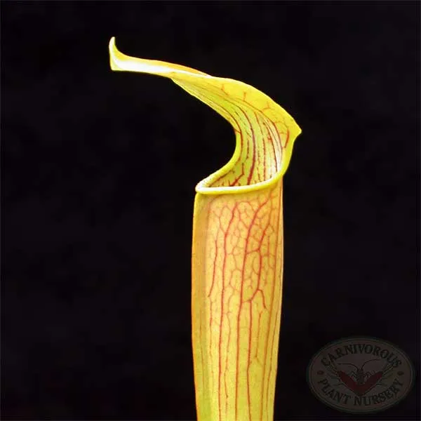 Sarracenia rubra