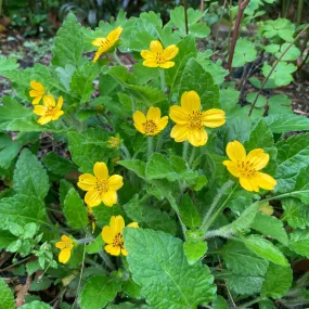 Southern Green and Gold - Chrysogonum virginianum var. australe