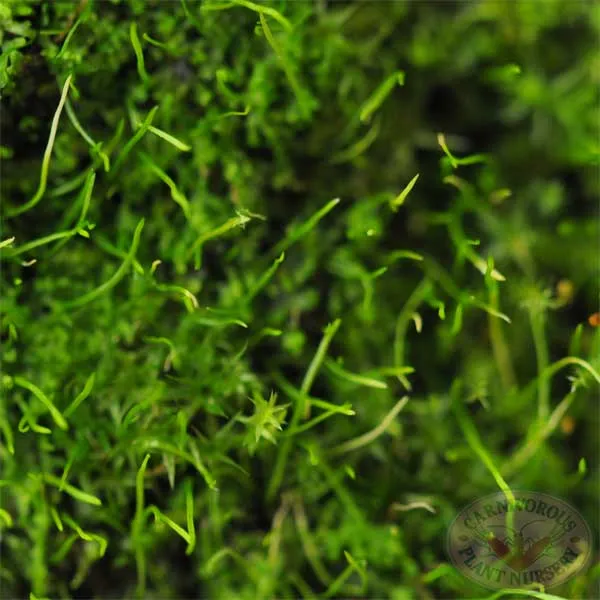 Utricularia blanchetti