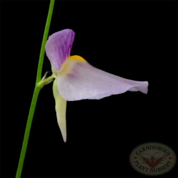 Utricularia blanchetti